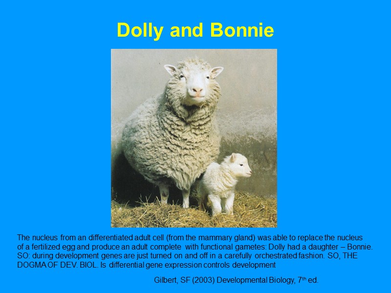 Dolly and Bonnie Gilbert, SF (2003) Developmental Biology, 7th ed. The nucleus from an Dolly and Bonnie Gilbert, SF (2003) Developmental Biology, 7th ed. The nucleus from an